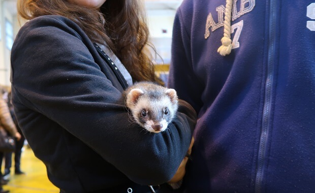 do ferrets make good pets