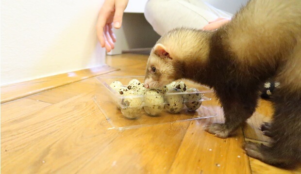 egg is good ferret treat