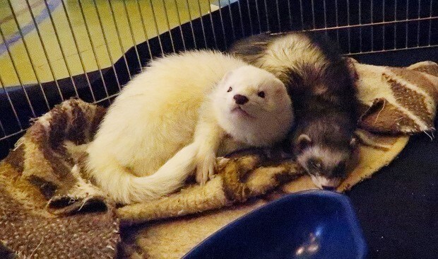 female and male ferret called