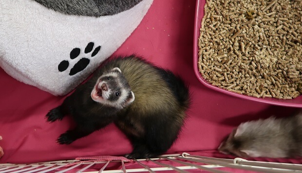 female ferret heat