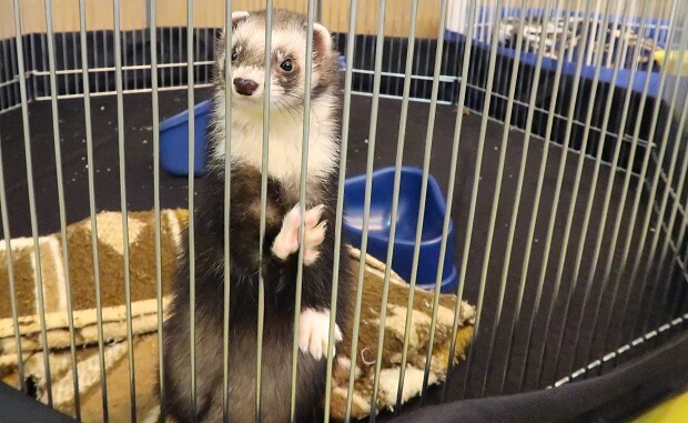 female ferret