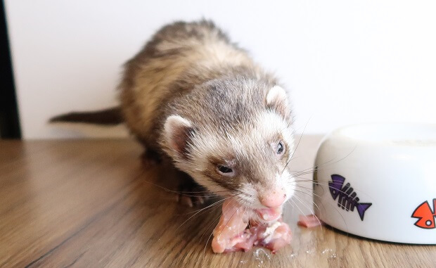 Ferret best sale raw diet