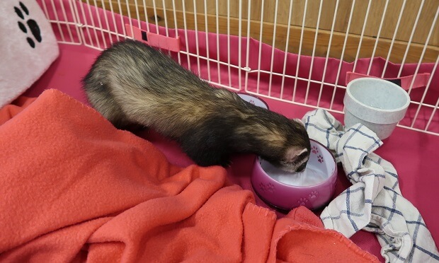 ferret food