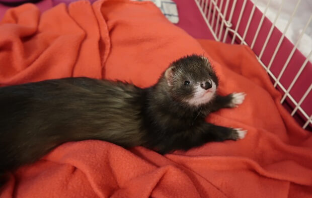 ferret from ferret breeders