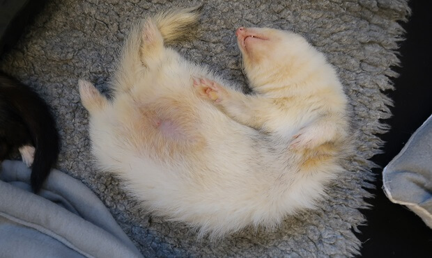 ferret in heat