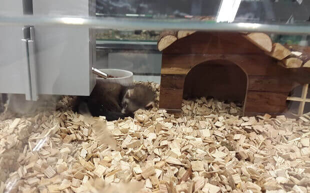 ferret in the pet store