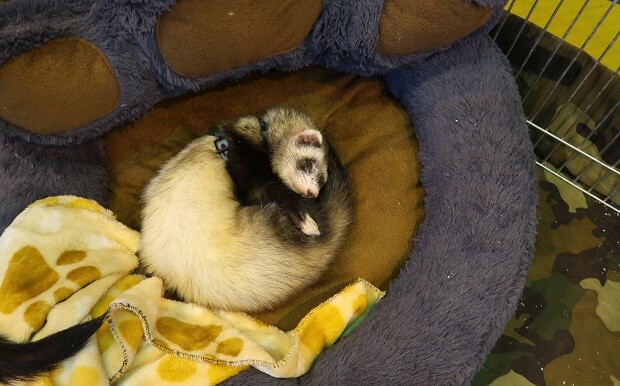 ferret is sleeping