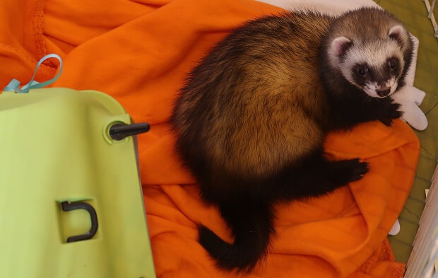 ferret polecat hybrid