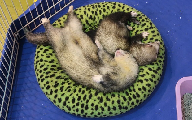 ferrets and heat