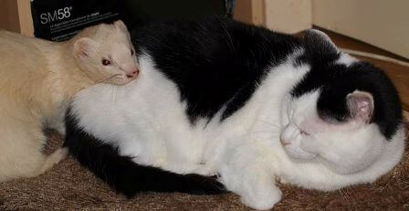 ferrets get along with cats