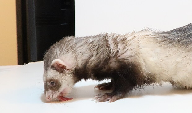 Ferret snacks best sale