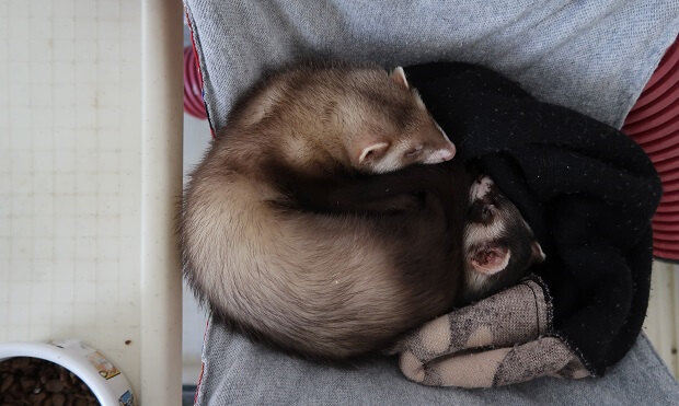 how to ferrets act as pets