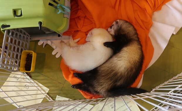 male and female ferret size