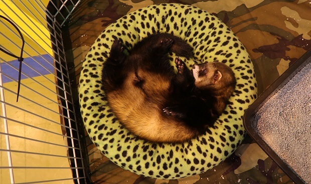 male ferret in heat