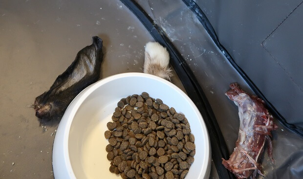 meat and ferret kibble