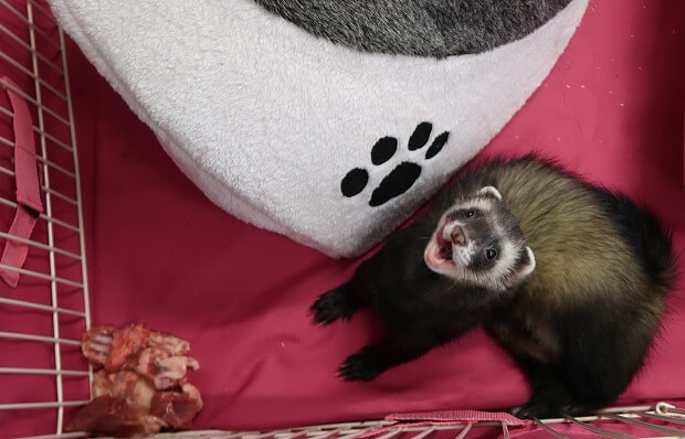 meat is best ferret food