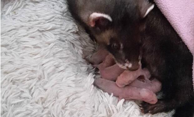 newborn baby ferrets