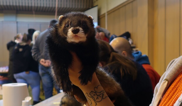 polecat ferret