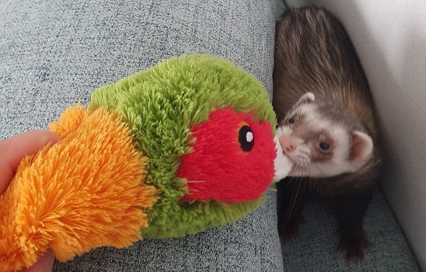 safe ferret toys