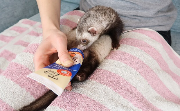 can ferrets have dog treats