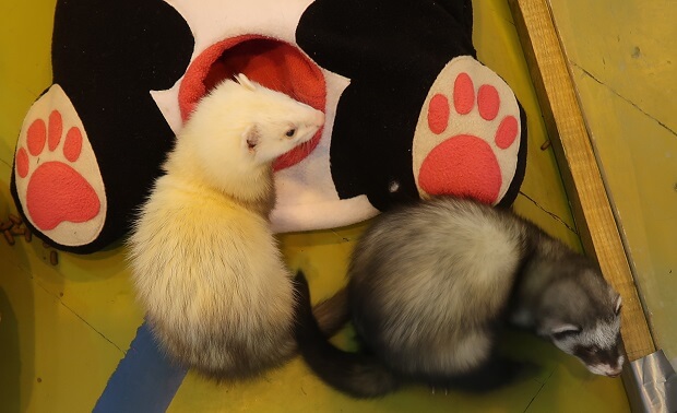 two types of ferrets