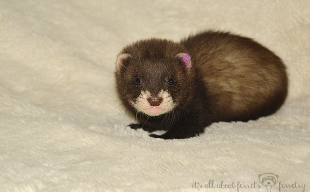 Newborn Ferret