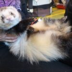 Angora Ferrets What Do You Need To Know About This Type Of Ferret