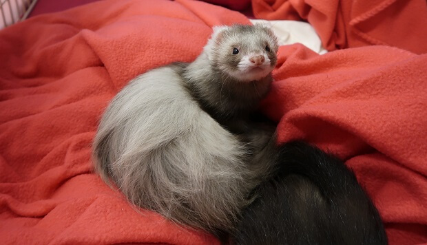 Angora ferret nose