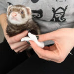 Ferret First Aid Kit What It Contains 2021 Edition