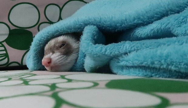 Traveling With Ferret During Winter