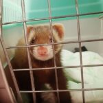 Traveling With Ferrets Complete Guide For A Ferret Road Trip