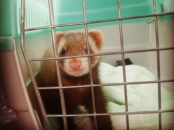 Ferret store travel cage