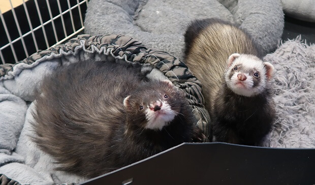 angora ferret and standard ferret