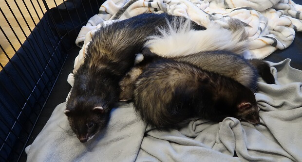 angora ferret types