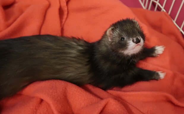 angora ferret