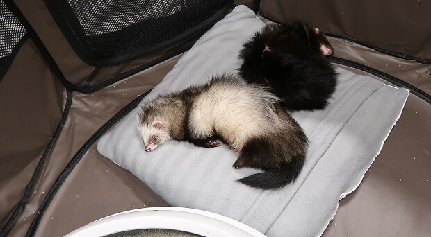 black angora ferret