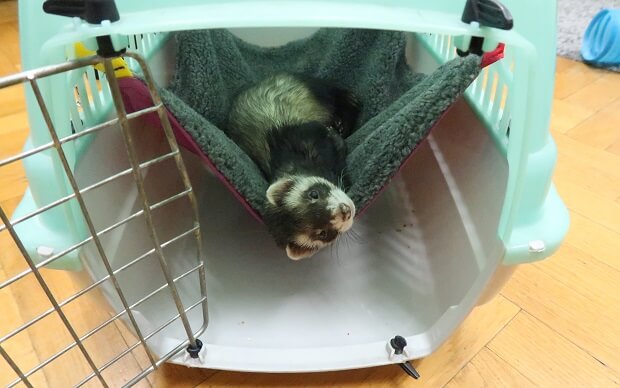 Ferret travel outlet bag