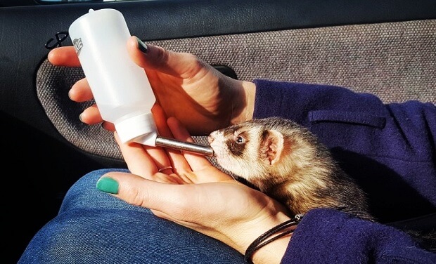 ferret water bottle