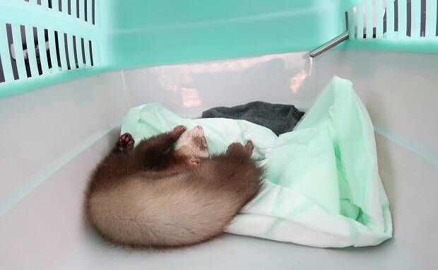 puppy pad in ferret transporter