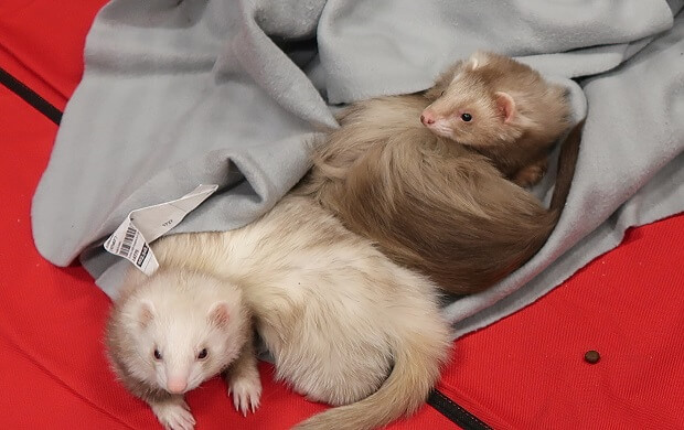 standard and angora ferret