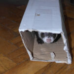Aggressive Or Scared Ferrets How To Handle Them The Right Way