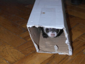 Aggressive Or Scared Ferrets How To Handle Them The Right Way