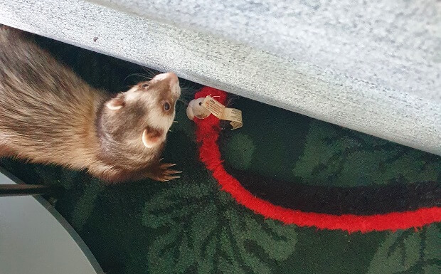 Ferret kong sale