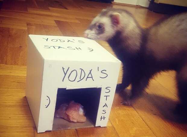Replace the ferret stashing place