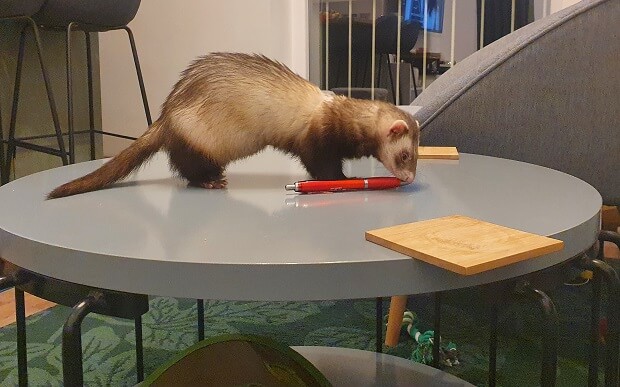 What ferrets steal