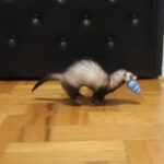 Why Ferrets StealStash Things & What Can You Do About It