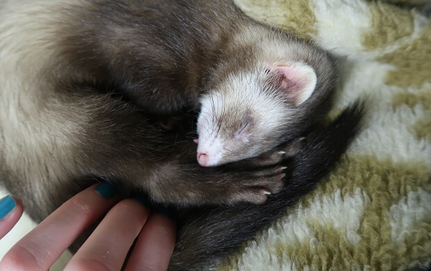 cuddle a sleeping ferret