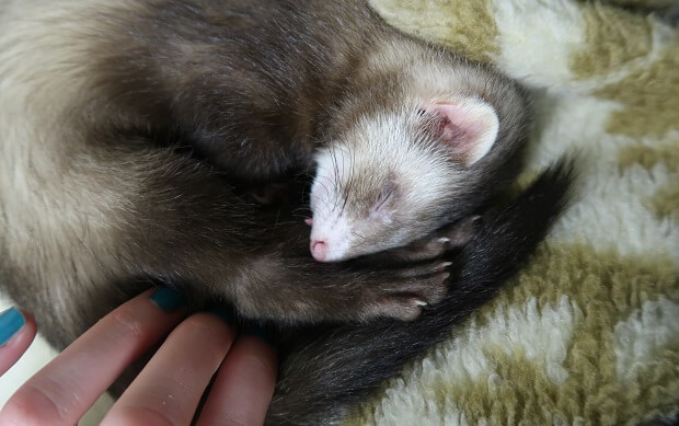 Aggressive ferret sale