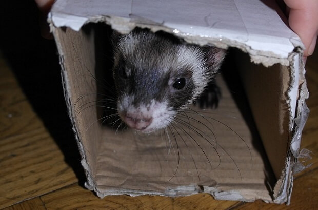 ferret is hiding