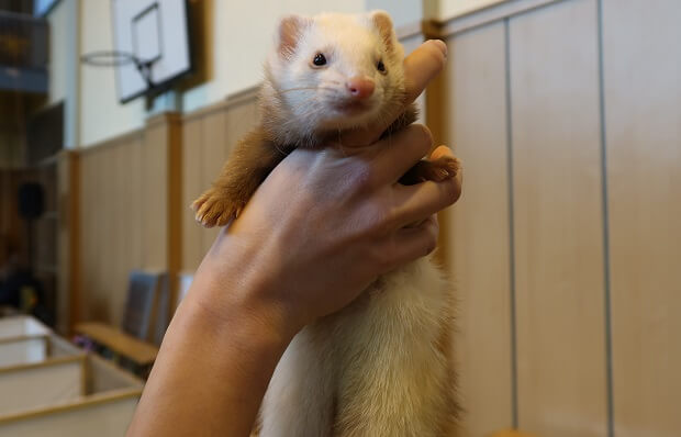 holding a ferret
